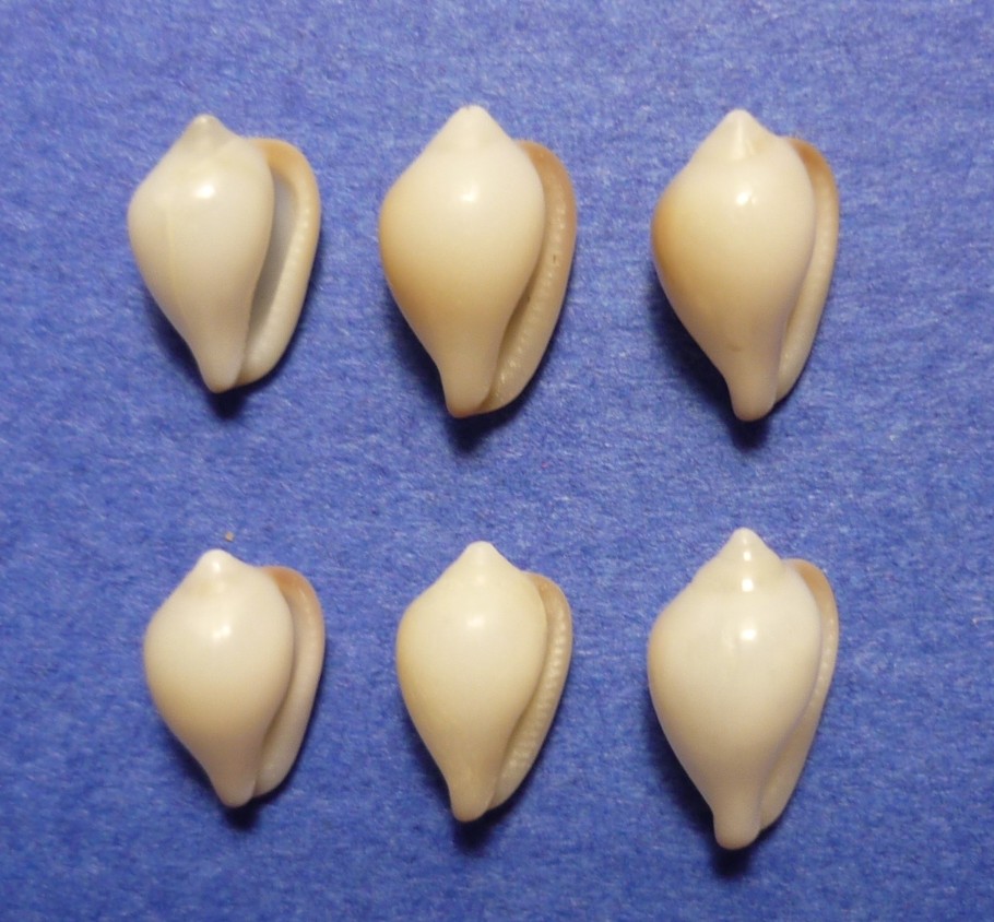 Erato voluta